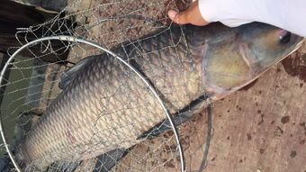 钓螃蟹必备日用百货指南 精准定位，收获满满