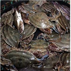 南京大闸蟹的特点与选购指南——南京鲍鲜汇水产品在线咨询