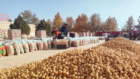 泽普县阿依库勒乡 核桃加工为初级农产品插上“家门口经济”的翅膀