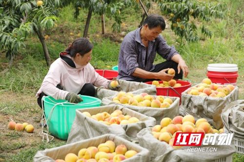 麻阳全面推行农产品“安全身份证”，守护苗乡好味道的源头